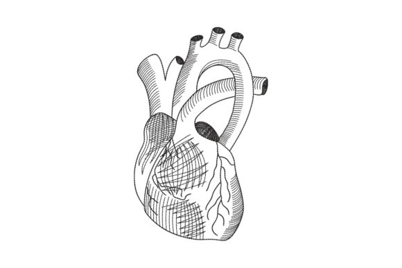 Anatomical Heart Line Art Review
